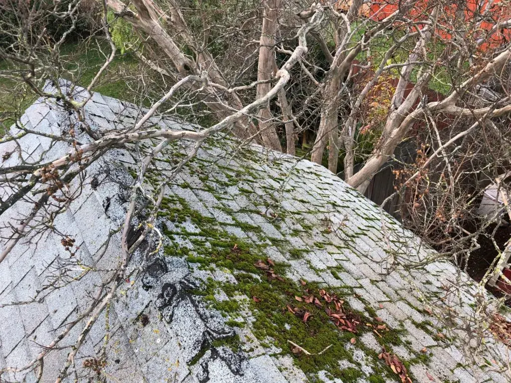 Moss on roof