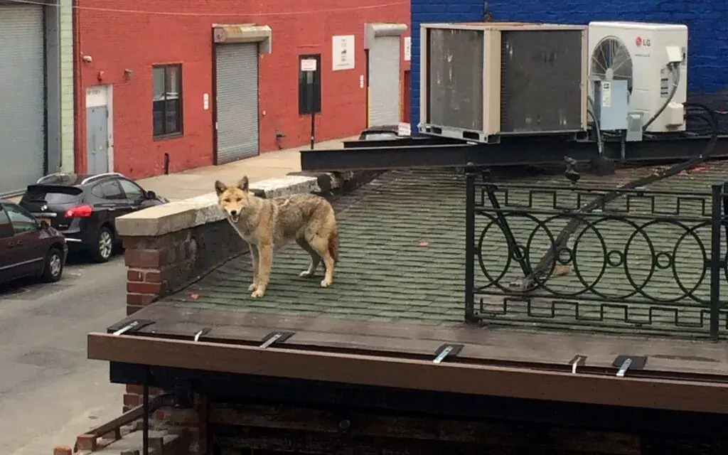 A coyote on a roof, how to prevent your roof against animal damage