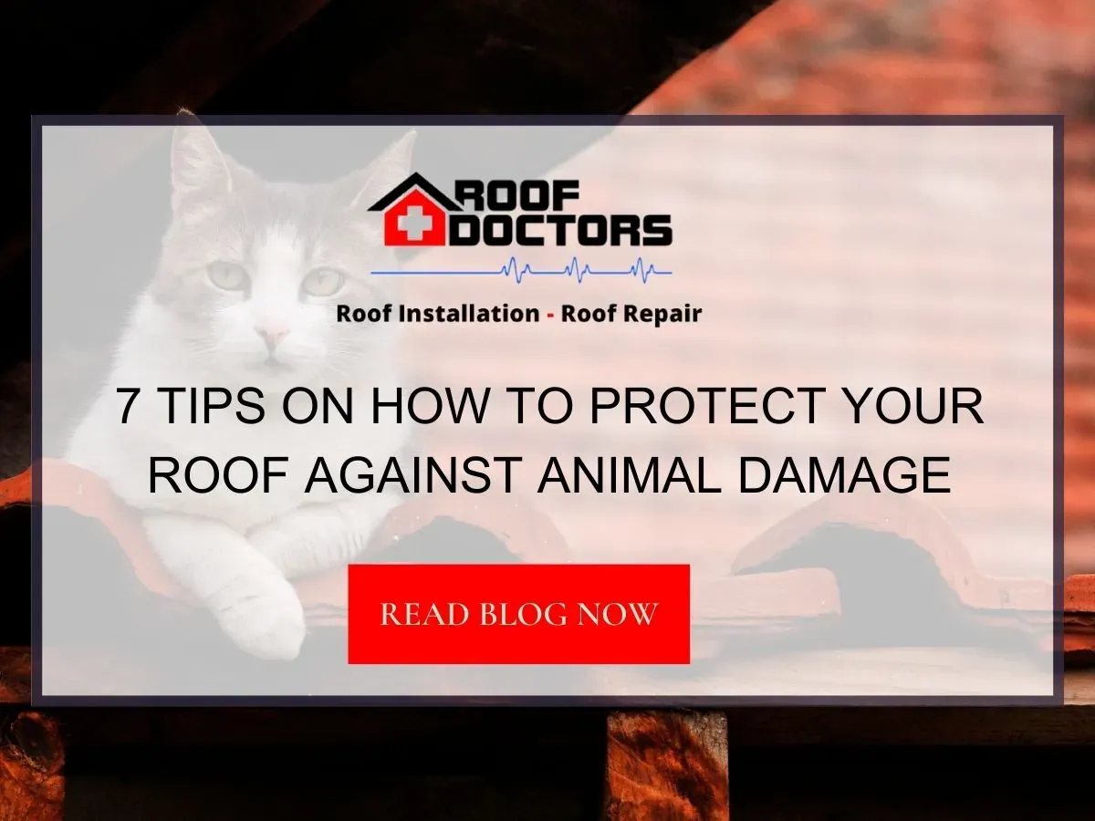 7 Tips on How to Protect Your Roof Against Animal Damage
