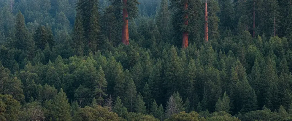 Calaveras County Sierra foothills rising to giant sequoia and mixed-conifer forest with limestone outcrops