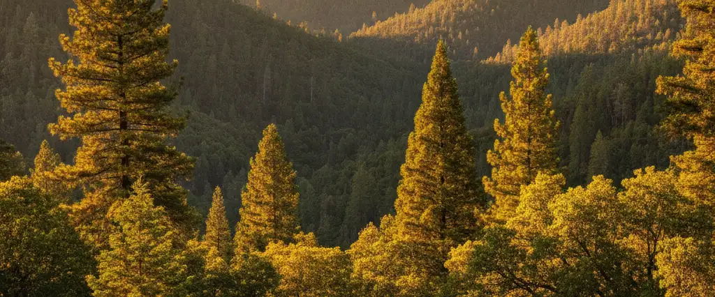 El Dorado County Sierra foothill ridgeline with healthy mixed pine and oak canopy bathed in warm golden hour light