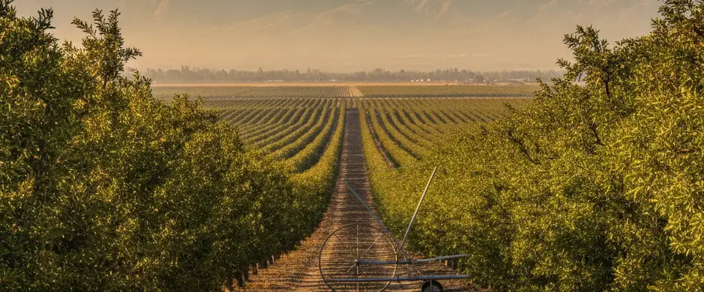 Fresno County Central Valley orchard rows in golden afternoon light with the Sierra Nevada peaks rising above the haze in the distance