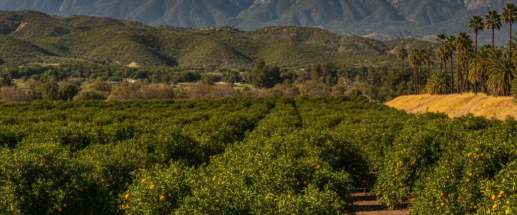 Riverside County inland citrus groves and valleys with snow-capped Mount San Jacinto and palm desert eastward
