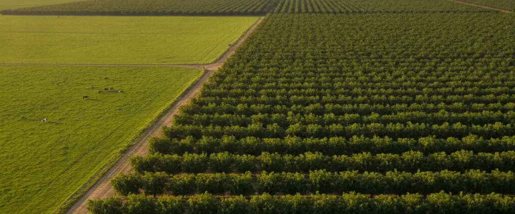 Stanislaus County almond orchards in full canopy and dairy pastureland with the faint Sierra to the east