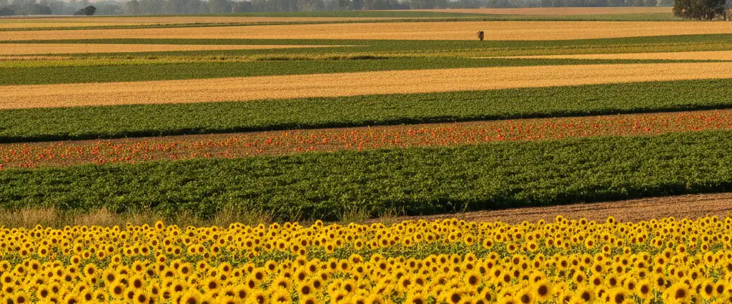 Yolo County sunflower fields and tomato rows on flat farmland with the Capay Valley and Coast Range hills west