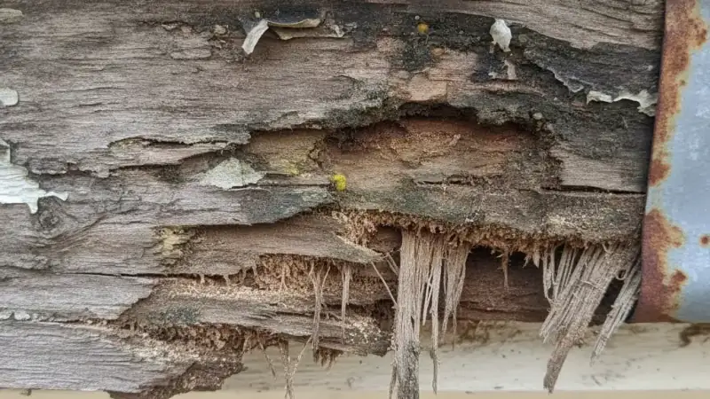 Soft, spongy fascia board that crumbles under light pressure, a sign of roof dry rot