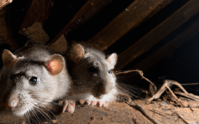 What Are Roof Rats in California?