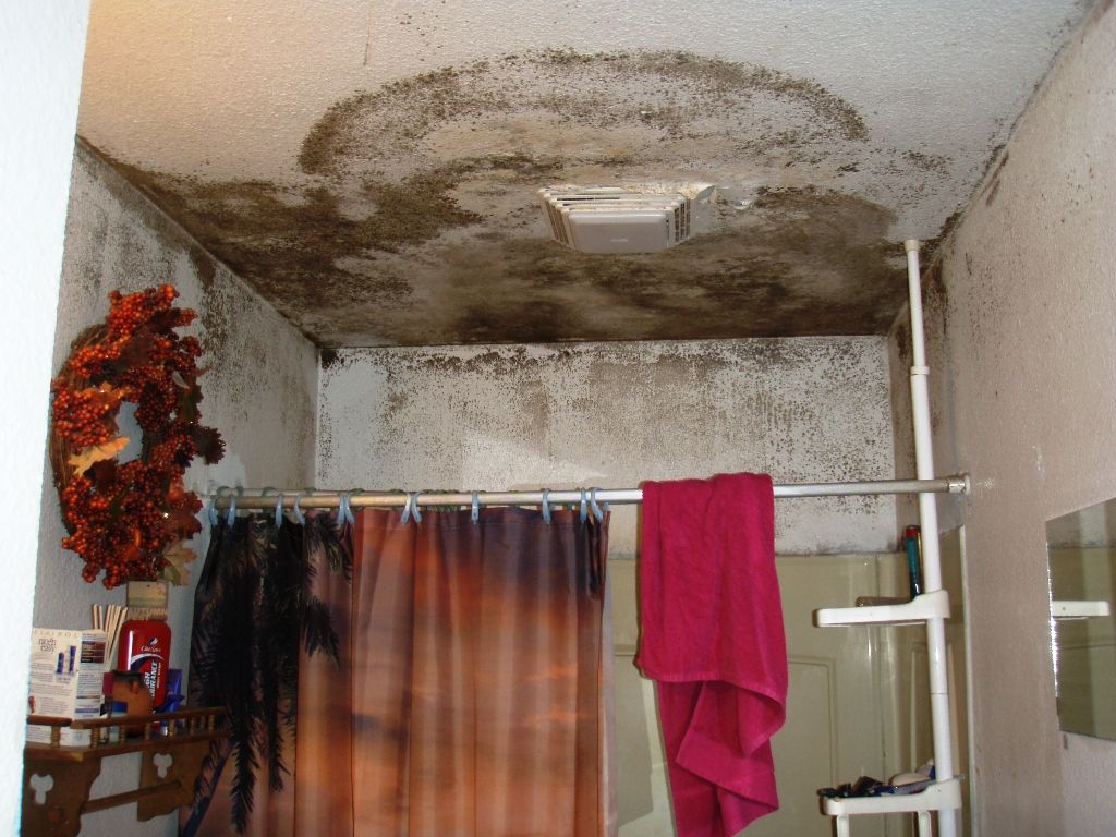 Bathroom mildew from damaged roof