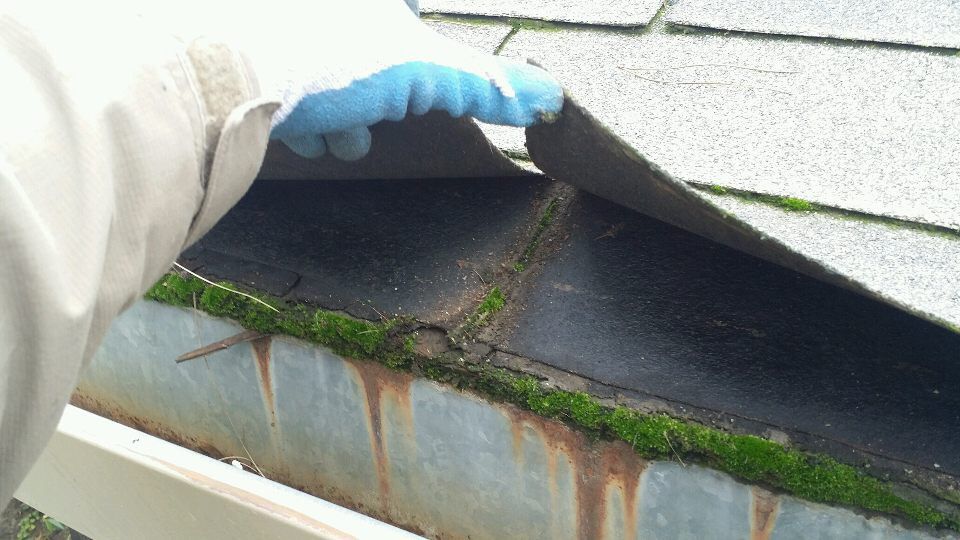 Staining and moss in fascia