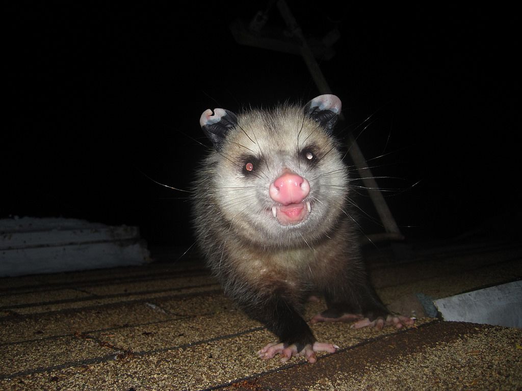 A possum on the roof, how to protect your roof against animal damage