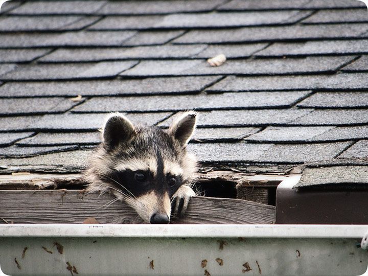 A raccoon on a roof, how to prevent your roof against animal damage
