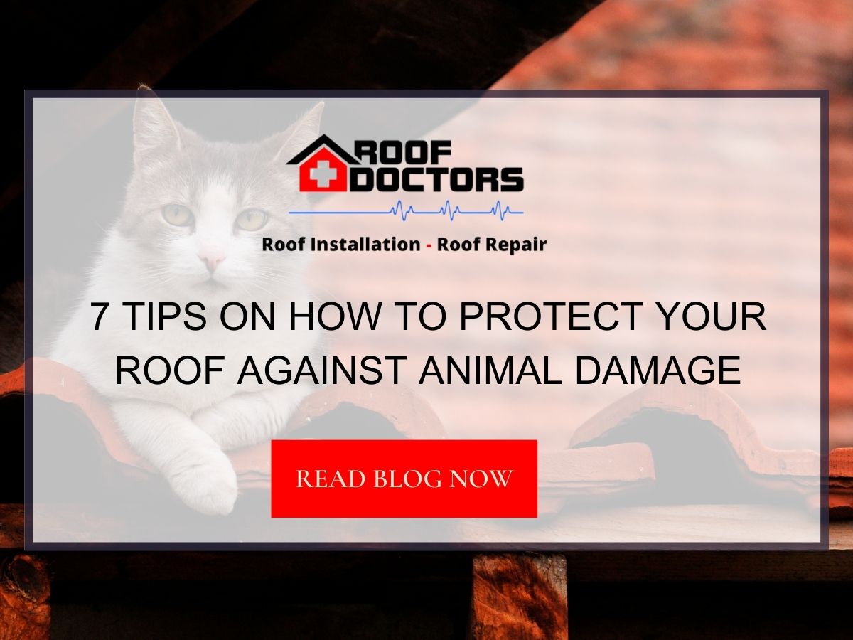 Front image of a blog titled " 7 Tips on How to Protect Your Roof Against Animal Damage " with a cat on a roof as the background and the title displayed in serif typography