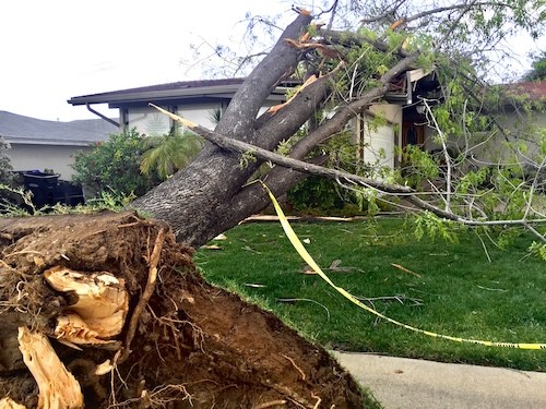 natural disasters effect on property a tree falls